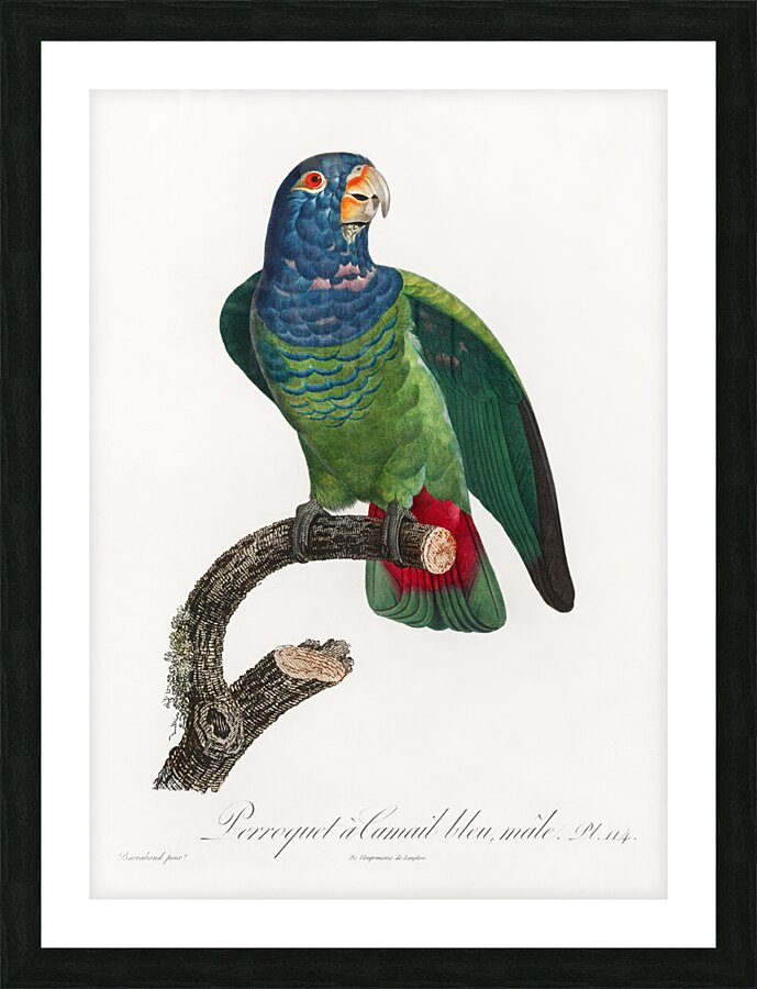 Blue-headed pionus  Picture Frame print