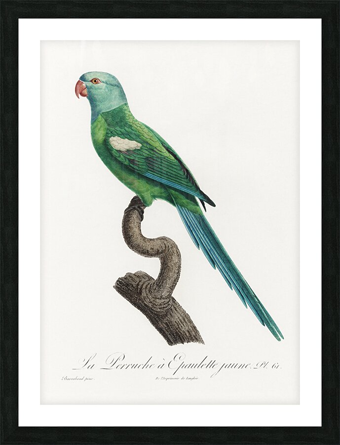Yellow-shouldered parrot  Picture Frame print