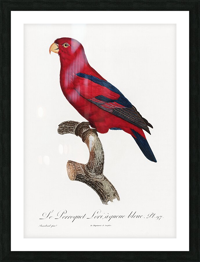 Red Lory  Picture Frame print