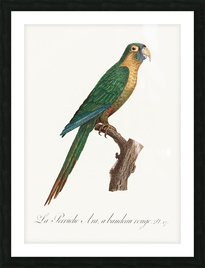 Musk lorikeet  Picture Frame print