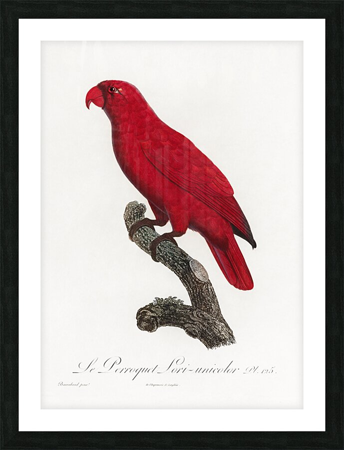 Cardinal lory  Picture Frame print