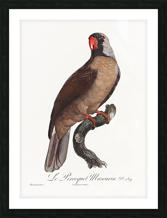 Mascarine parrot  Picture Frame print