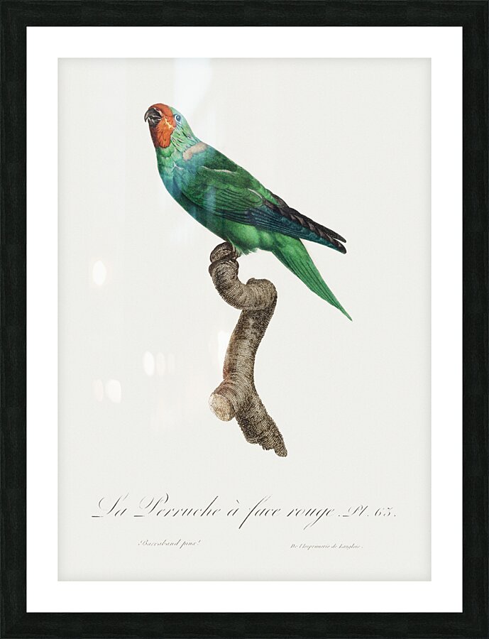 Red-faced parrot  Picture Frame print