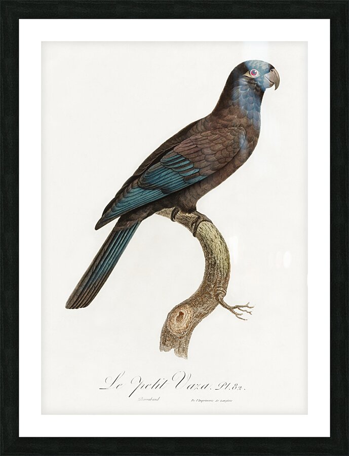 Lesser vasa parrot  Picture Frame print