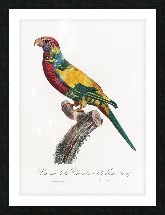 Rainbow lorikeet  Picture Frame print