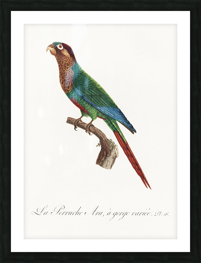 Wave-breasted parakeet  Picture Frame print