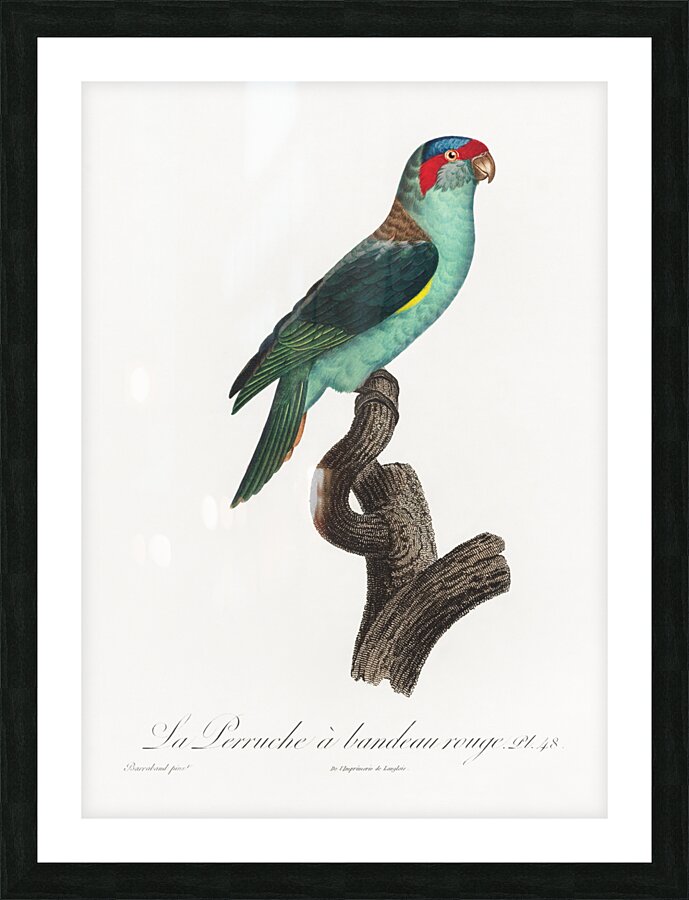 Musk lorikeet  Picture Frame print