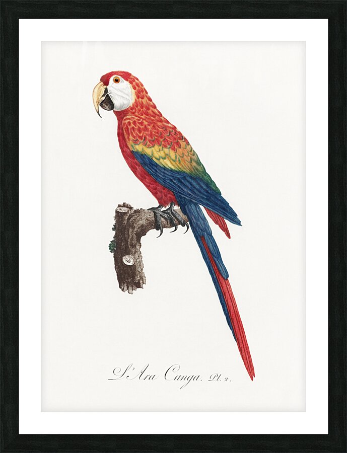 Ara macao  Picture Frame print