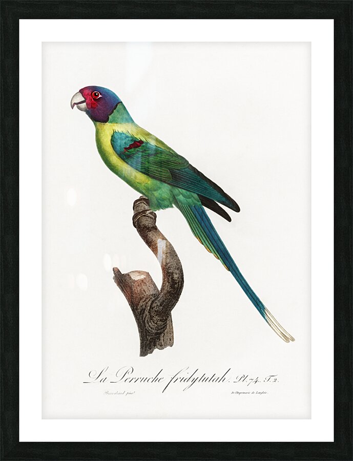 Plum-headed parakeet  Picture Frame print