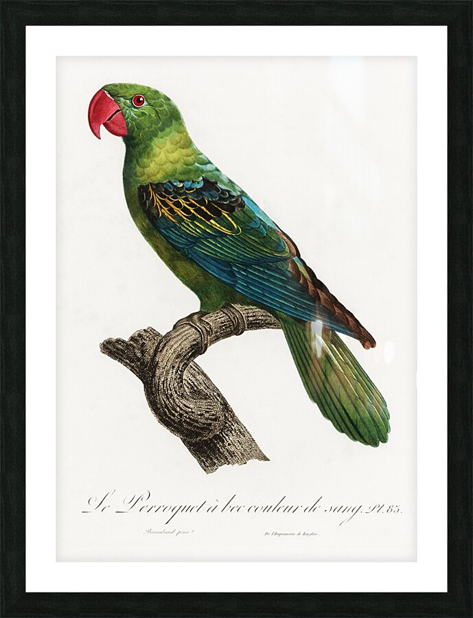 Moluccan parrot  Picture Frame print