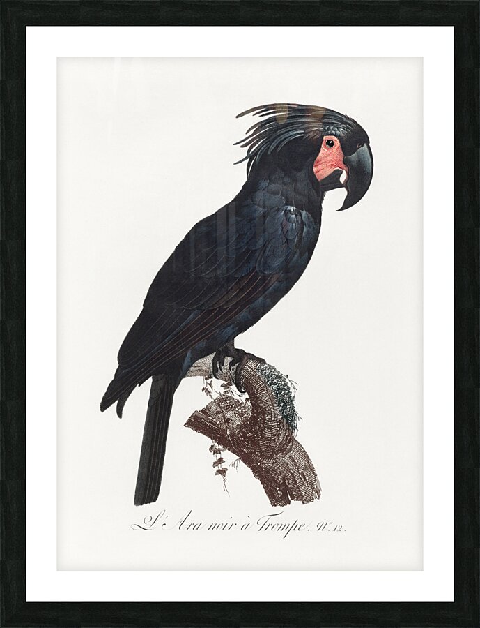 Goliath cockatoo  Picture Frame print