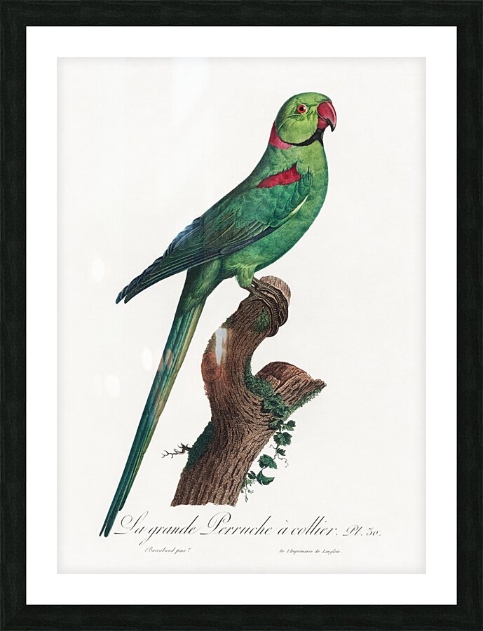 Ring-necked parakeet  Picture Frame print