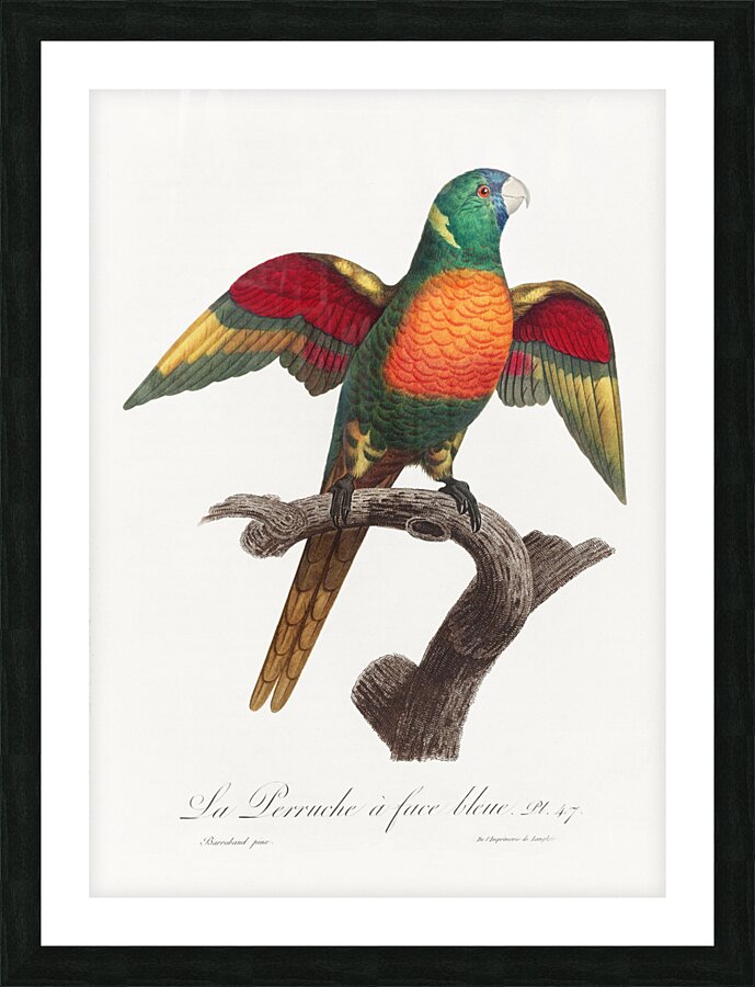 Blue-headed pionus  Picture Frame print