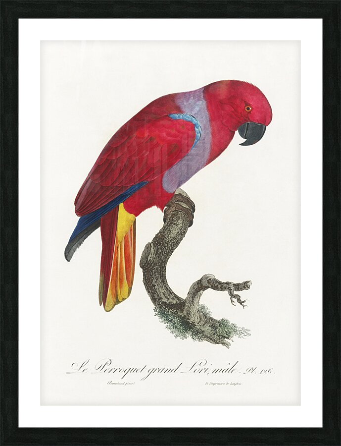 Eclectus parrot  Picture Frame print