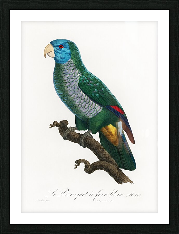 Eclectus parrot  Picture Frame print