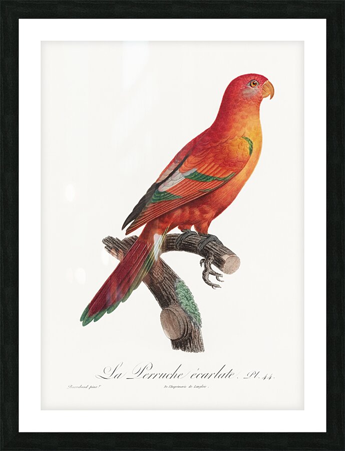 Crimson shining parrot  Picture Frame print