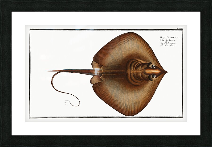 Fire Flaire Raja Pastinaca Picture Frame print