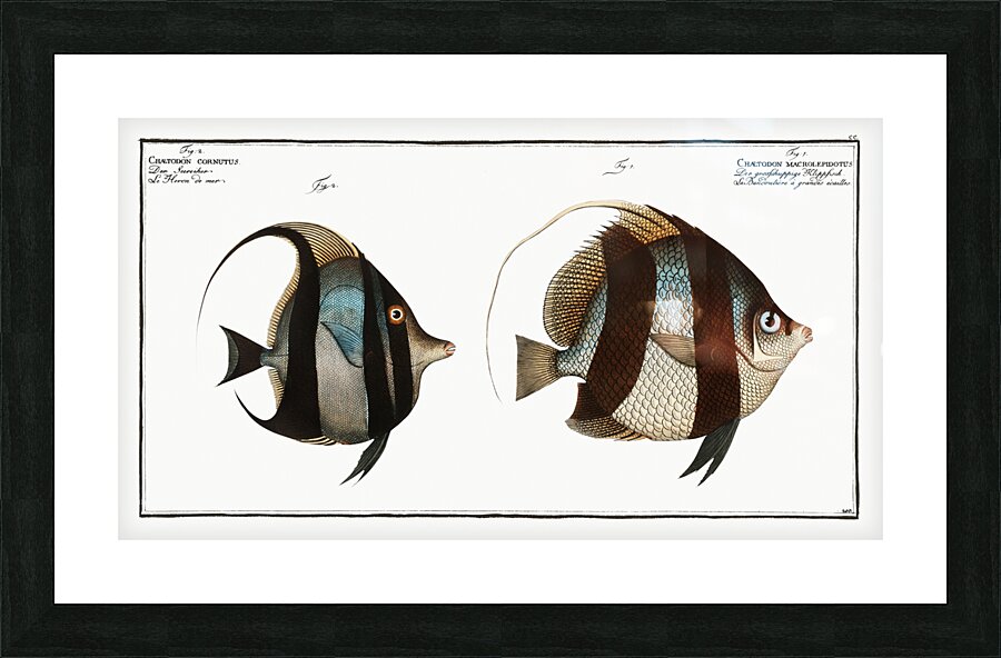 1. Chaetodon macrolepidotus 2. Chaetodon cornutus Picture Frame print