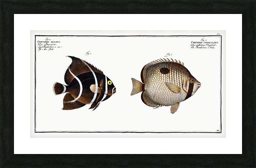 1. Chaetodon unimaculatus 2. Arc-Fish Chaetodon arcuatus Impression et Cadre photo