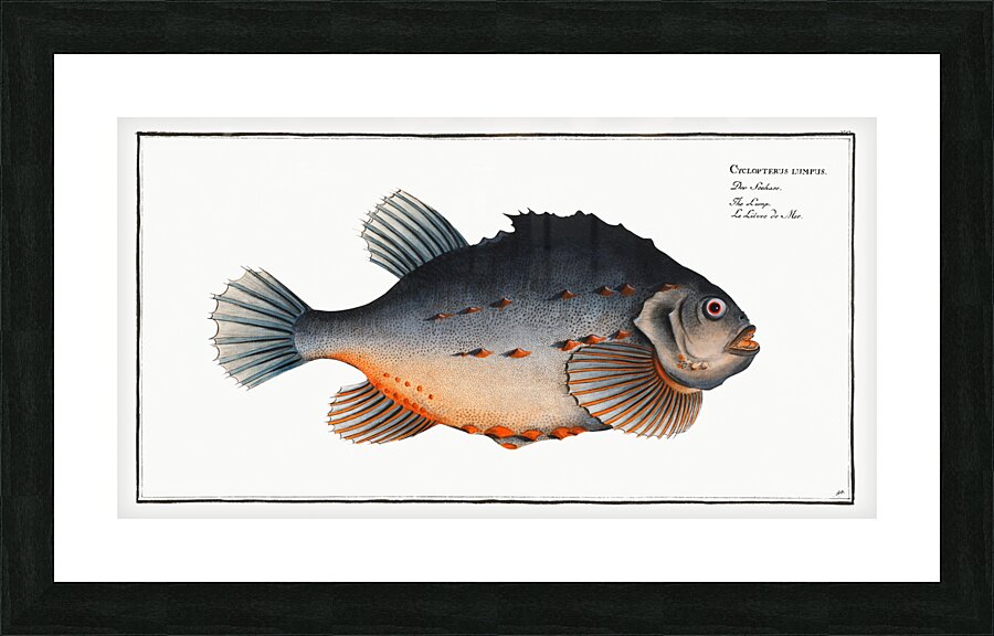 Lump Cycloterus lumpus Picture Frame print