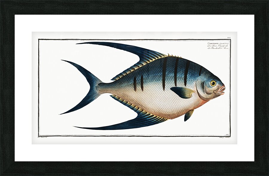 Chaetodon glaucus Picture Frame print