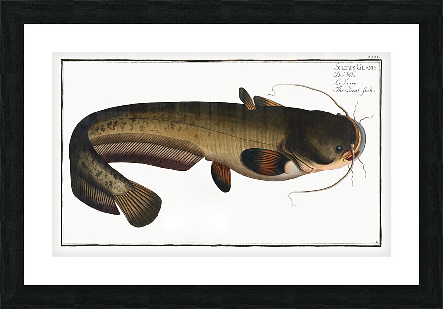 Sheat-fish Silurus Glanis Picture Frame print