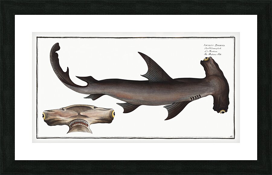 Balance Fish Squalus Zygaena Picture Frame print