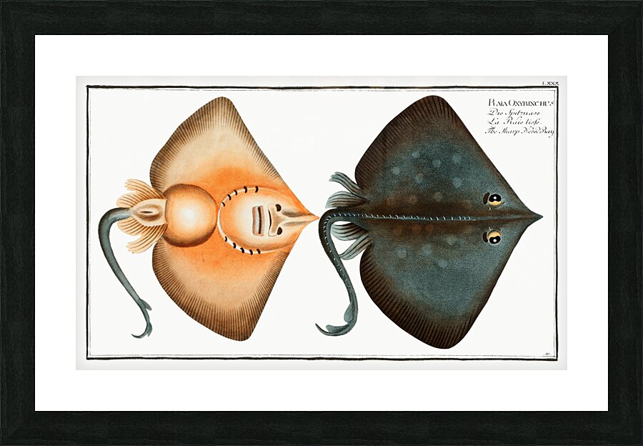 Sharp Nosed-Ray Raja Oxyrinchus Picture Frame print