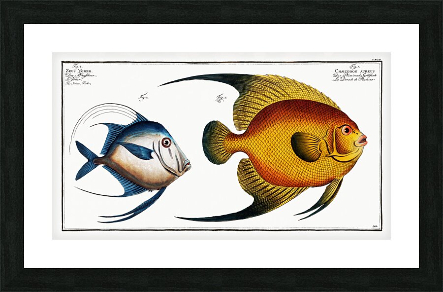 1.Chaetodon aureus 2. Silver Fish Zeus Vomer Picture Frame print