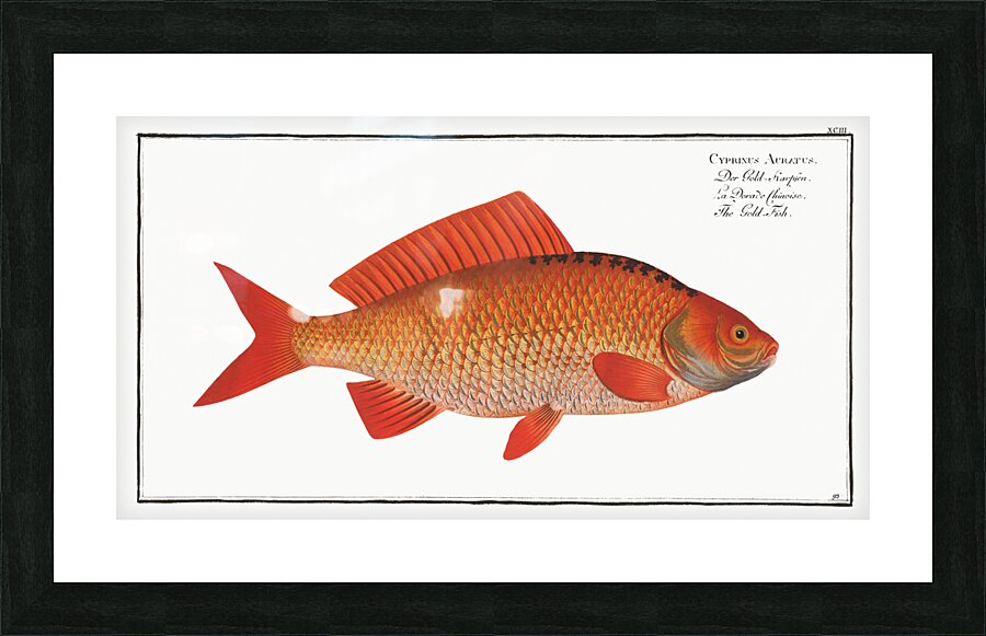 Gold-Fish Cyprinus Auratus Picture Frame print