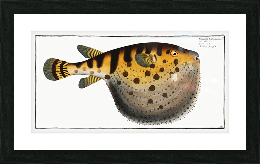 Starry Globe-fish Tetrodon Lagocephalus Picture Frame print