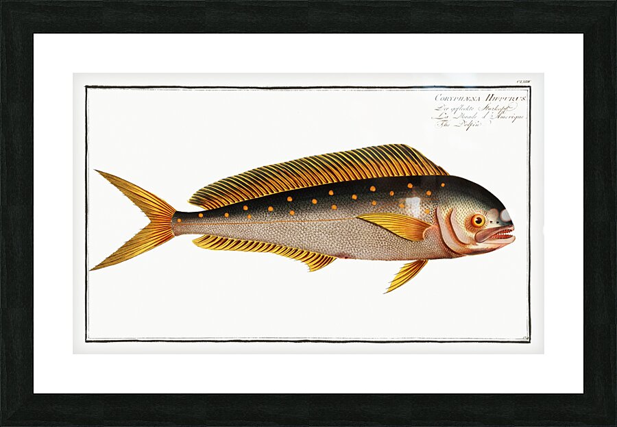 Dolfin Coryphaena Hippurus Picture Frame print