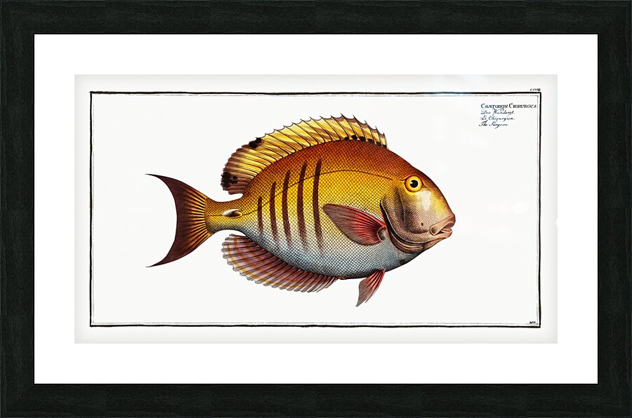 Surgeon Chaetodon Chirurgus Picture Frame print