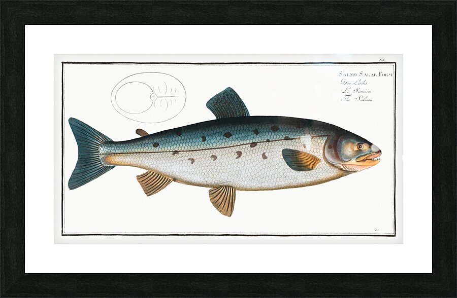 Salmon Salmo Salar Picture Frame print