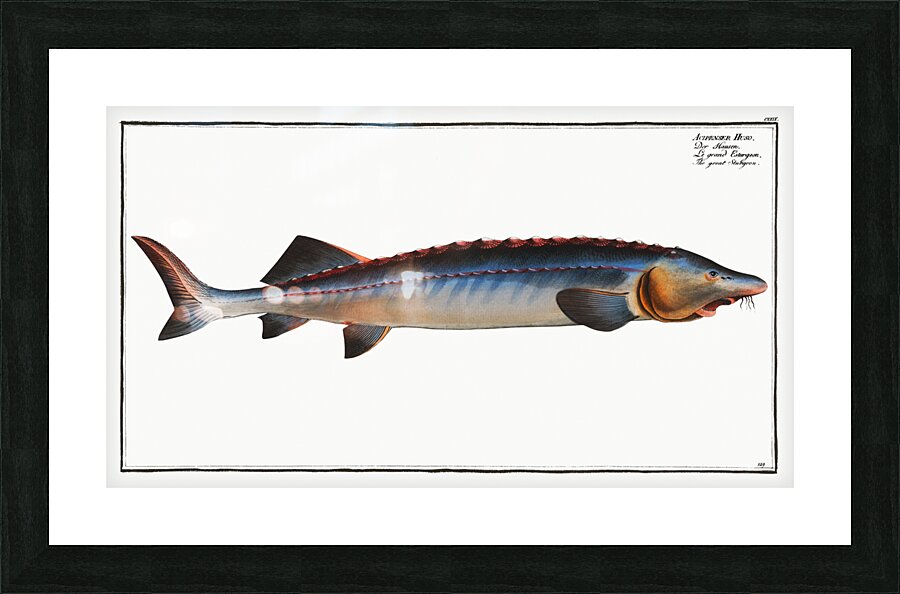 Great Sturgeon Acipenser Huso Picture Frame print