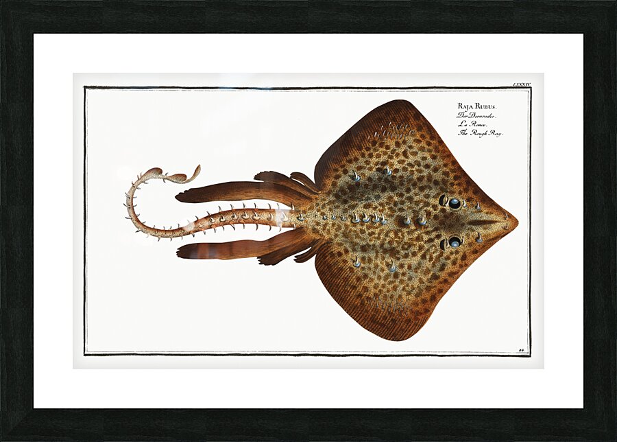 Rough Ray Raja Rubus Picture Frame print