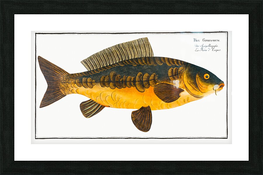 Royal-Carp Rex Cyprinorum Impression et Cadre photo