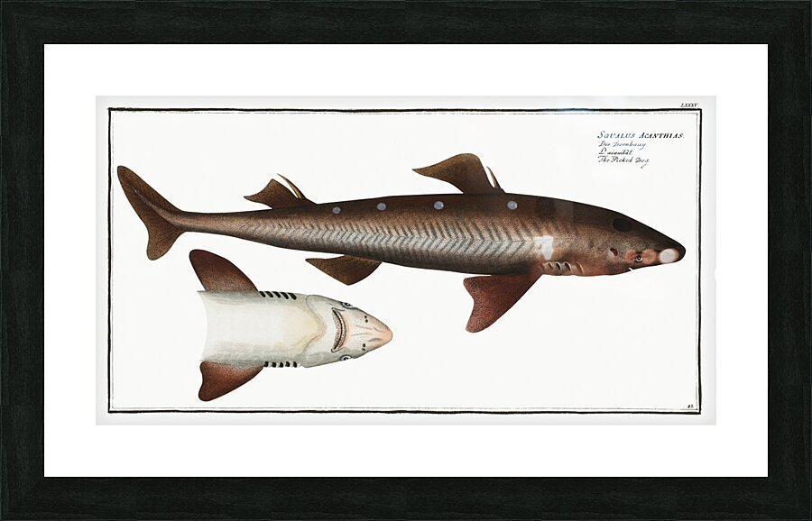 Picked- Dog Squalus Acanthias Picture Frame print
