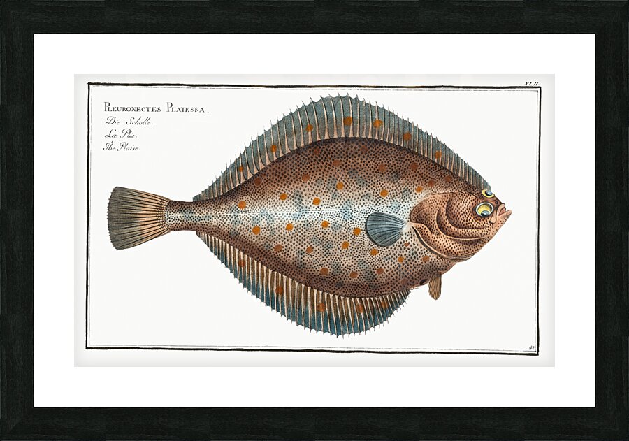 Plaise Pleuronectes Platessa Picture Frame print