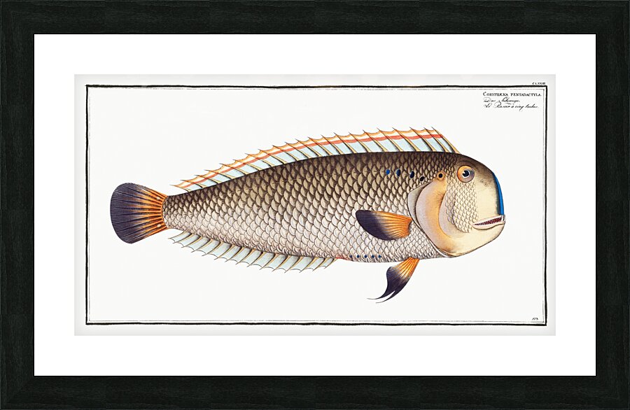 Coryphaena pentadactyla Picture Frame print