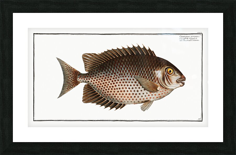 Chaetodon guttatus Picture Frame print