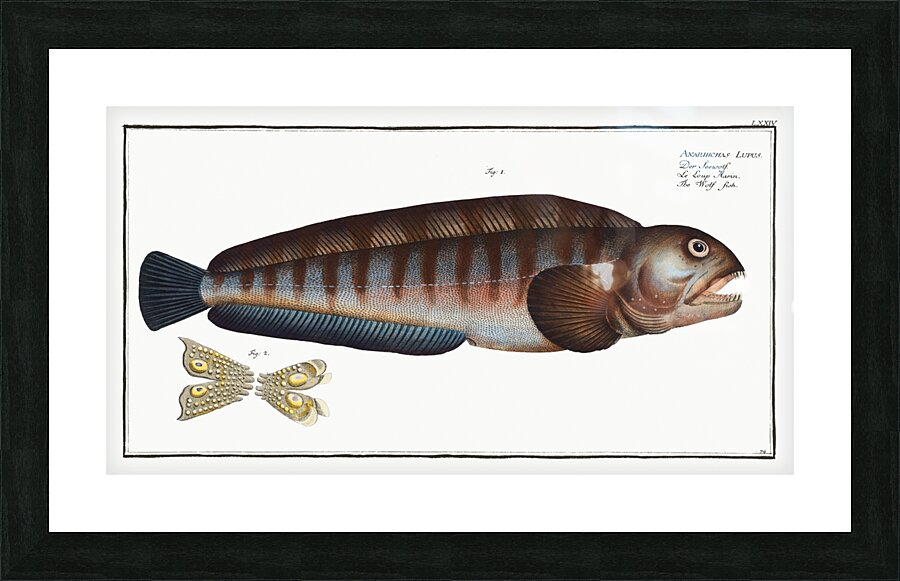 Wolf Fish Anarihchas Lupus Picture Frame print