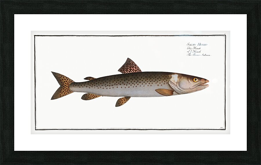 River-Salmon Salmo Hucho Picture Frame print