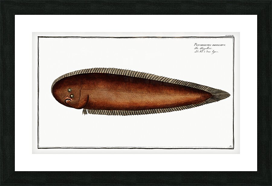 Pleuronectes bilineatus Picture Frame print