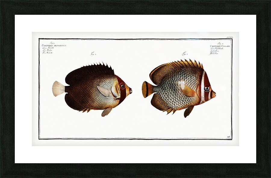 1. Collar Chaetodon Collare 2. Mulatto Chaetodon mesoleucus Picture Frame print