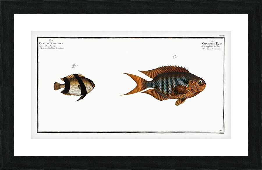 1. Chaetodon Pavo 2. Chaetodon aruanus Picture Frame print