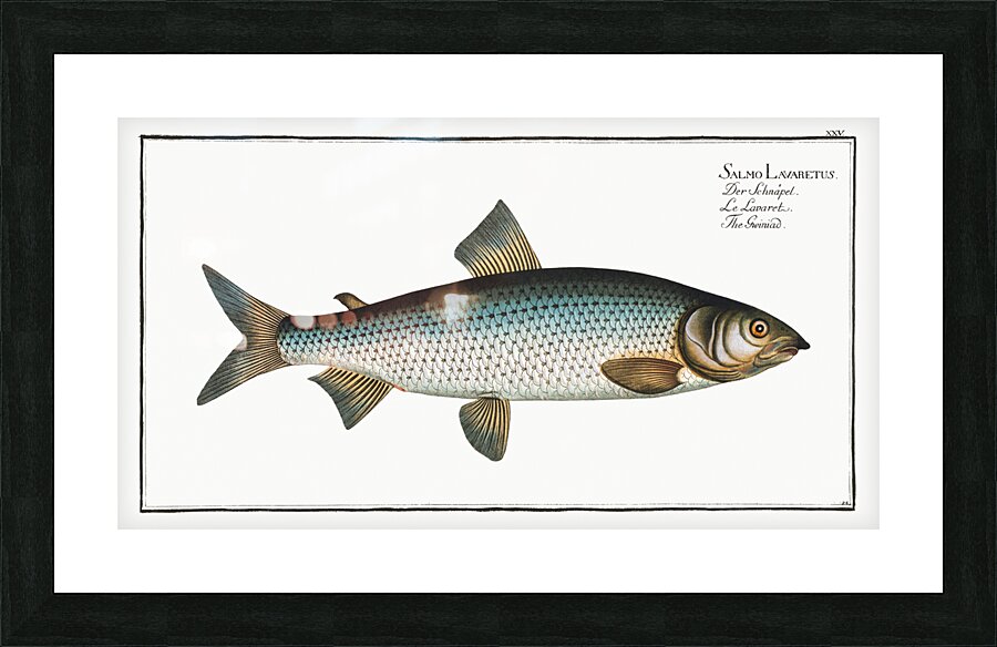 Gwiniad Salmo Lavaretus Impression et Cadre photo