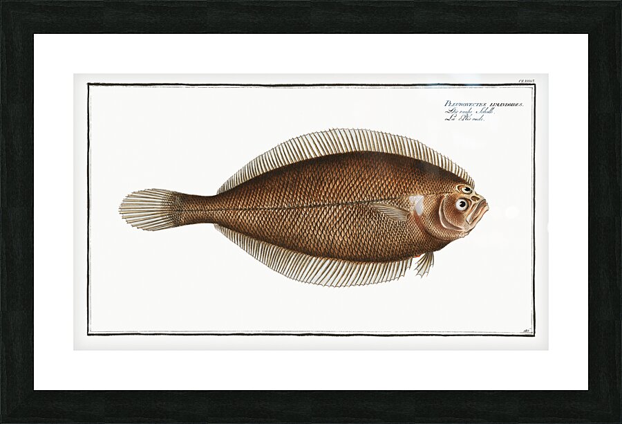Pleuronectes limandoides Picture Frame print
