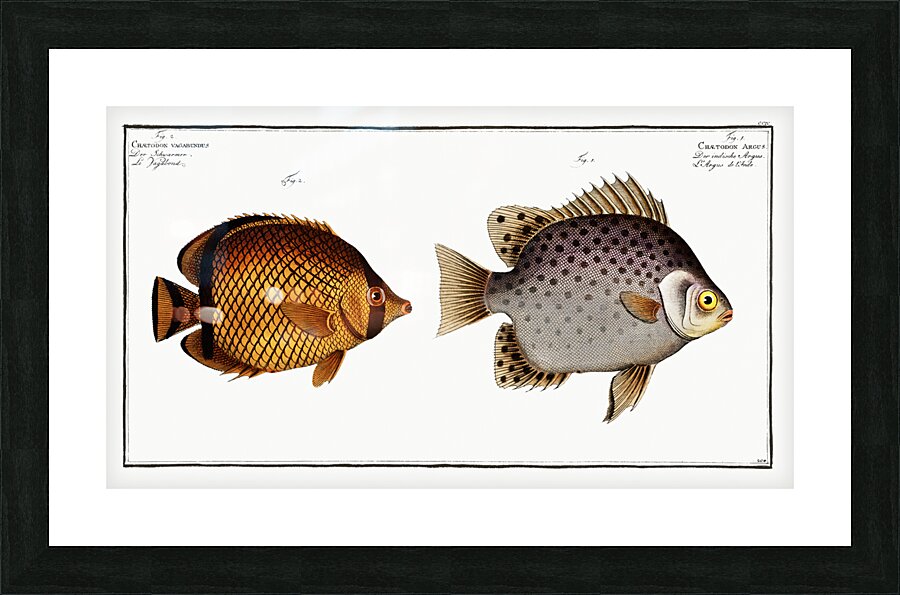 1. Chaetodon Argus 2. Chaetodon vagabundus Picture Frame print