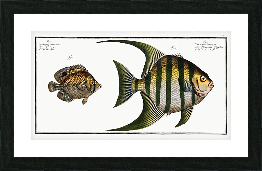 1. Chaetodon Plümieri 2. Chaetodon ocellatus Picture Frame print